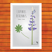 Load image into Gallery viewer, Sun Dial Lupine