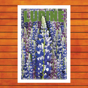 Field of Lupines