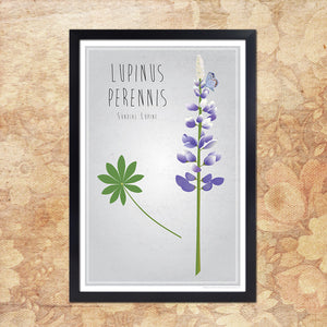 Sun Dial Lupine