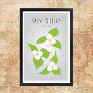 Snow Trillium