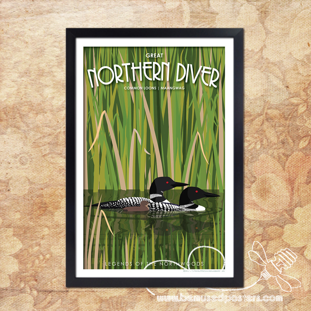 Loons - Great Northern Diver