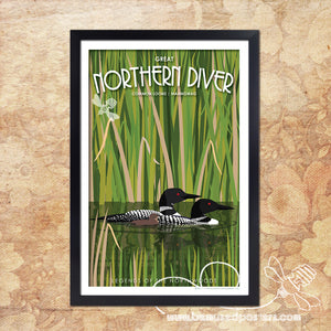 Loons - Great Northern Diver