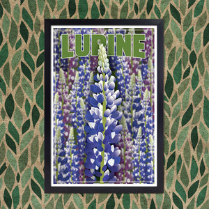 Field of Lupines