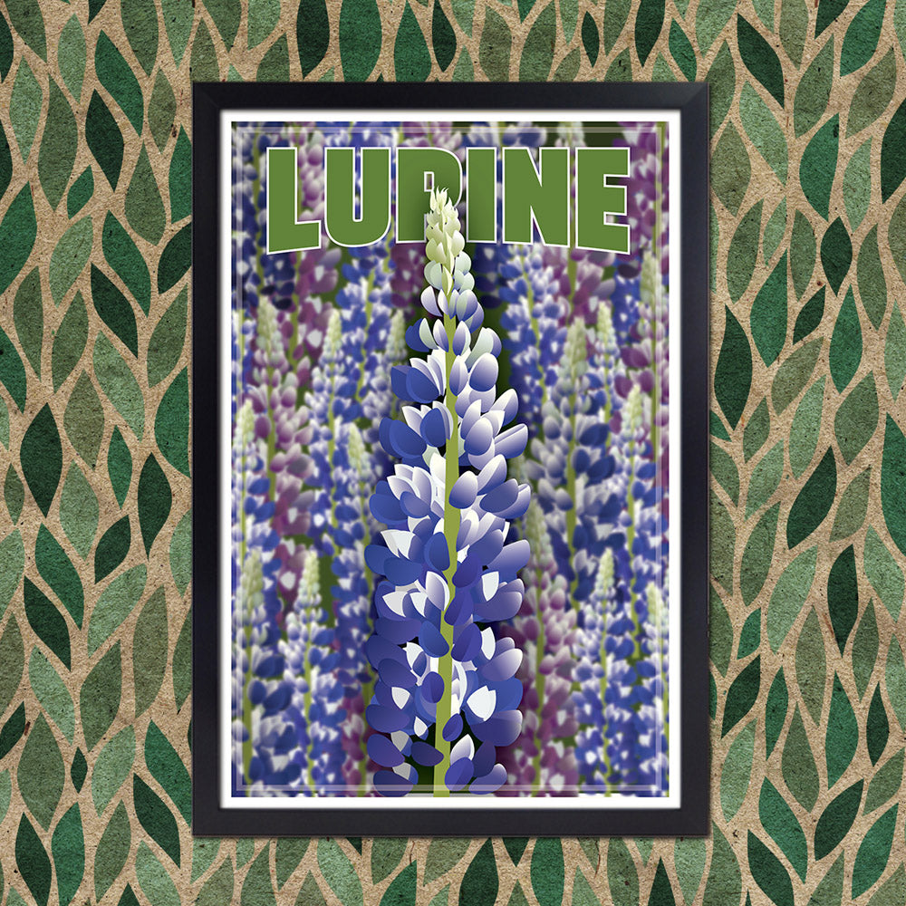 Field of Lupines
